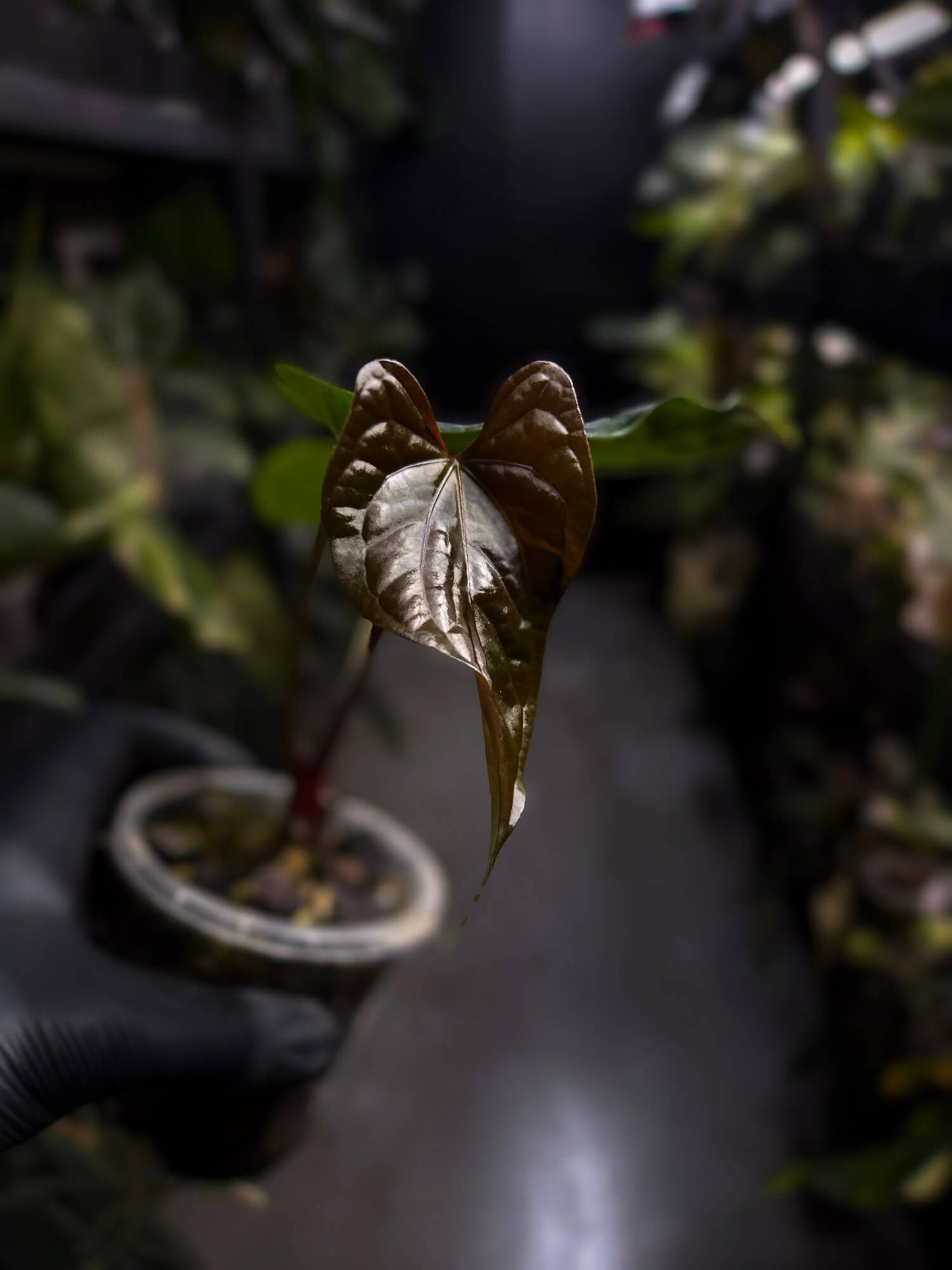 Anthurium #Messiah • luxurians x papillilaminum • beautiful emergent