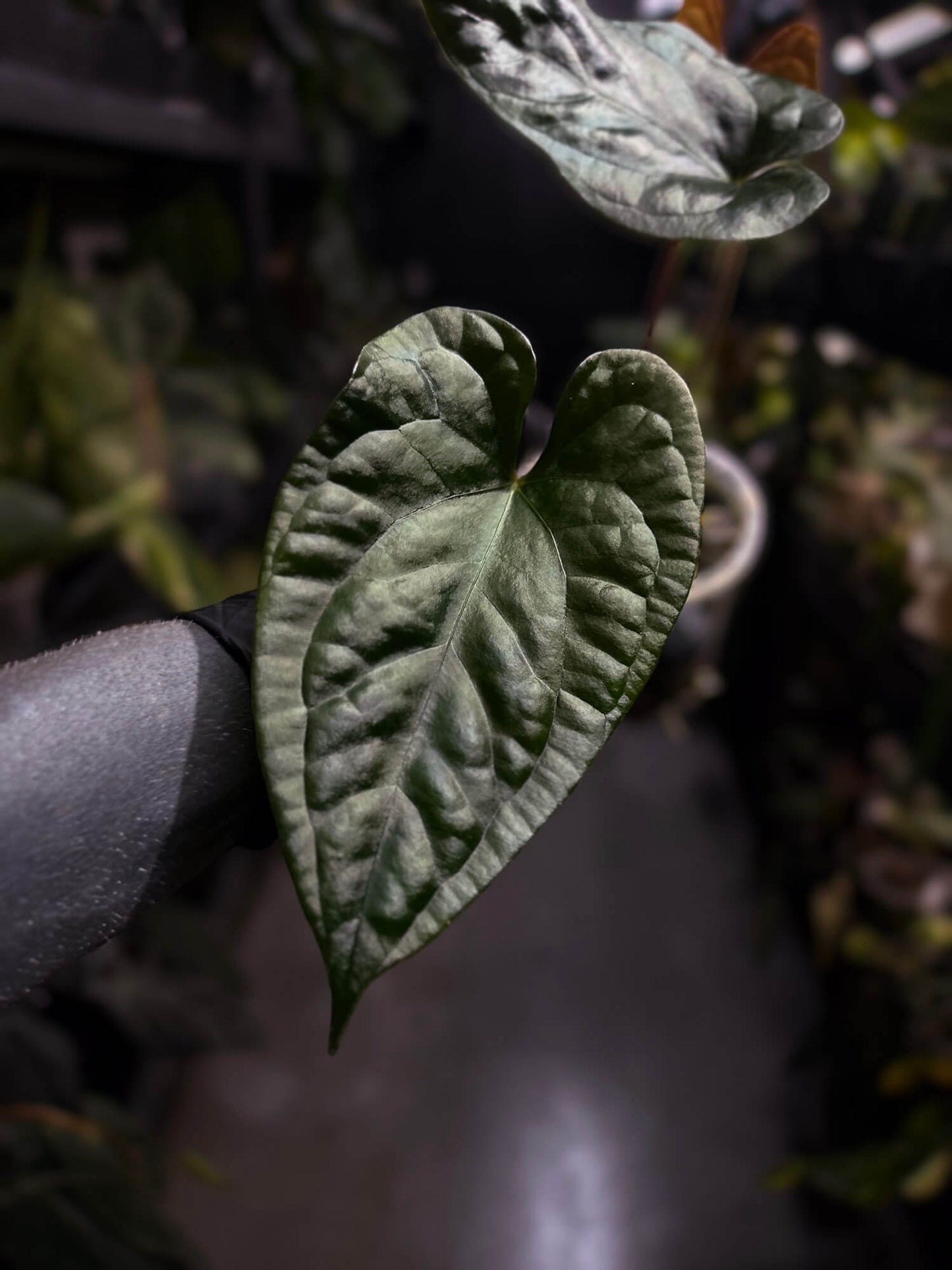 Anthurium #Messiah • luxurians x papillilaminum • beautiful emergent