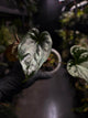 Anthurium #Messiah • luxurians x papillilaminum • beautiful emergent