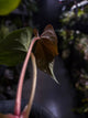 Anthurium #Messiah • luxurians x papillilaminum • beautiful emergent