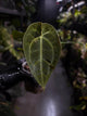 Anthurium forgetii hybrid x besseae aff 'Elektra'
