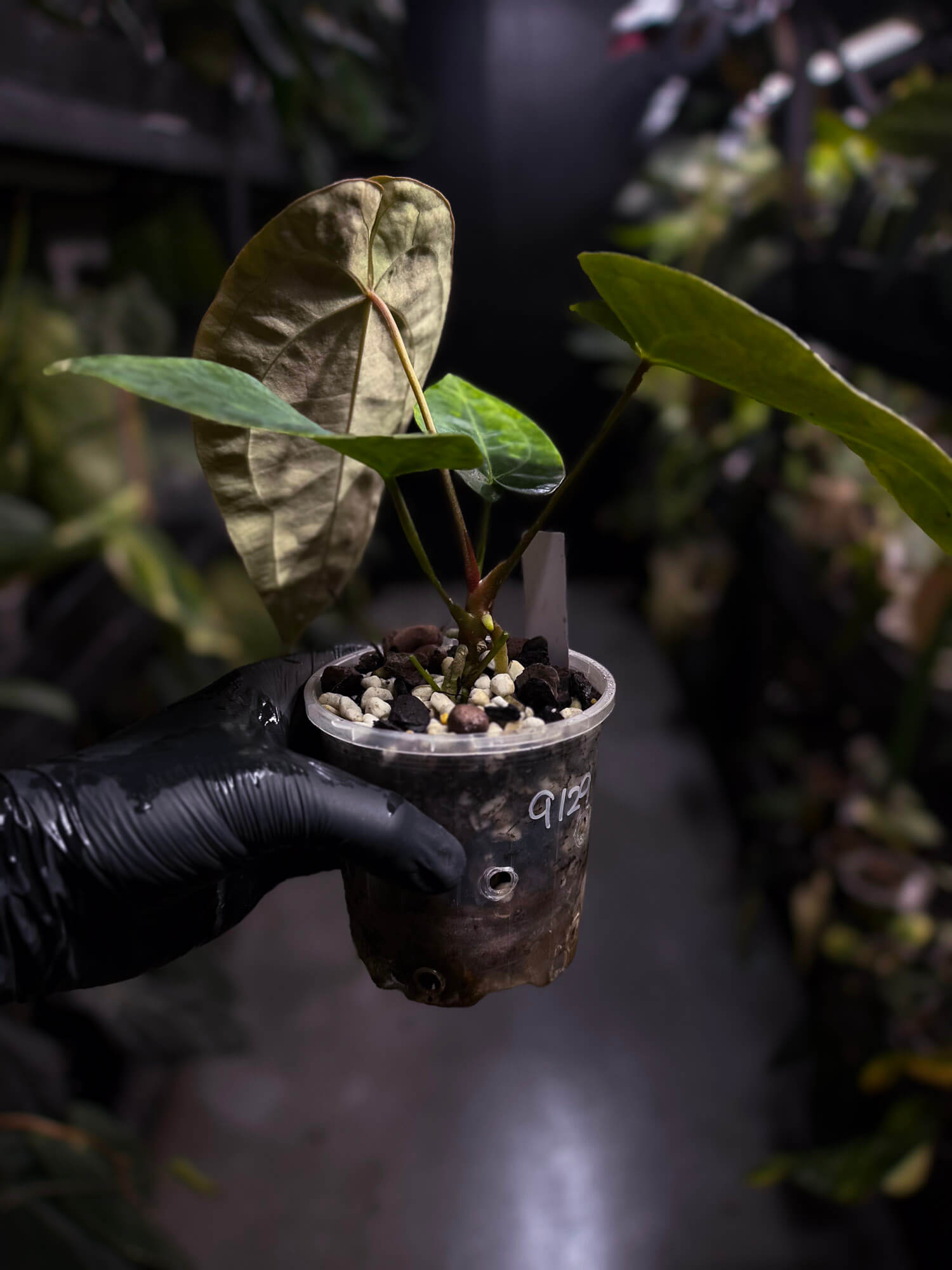 Anthurium forgetii hybrid x besseae aff 'Elektra'