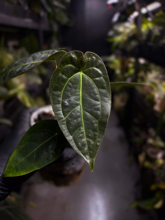 Anthurium forgetii hybrid x besseae aff 'Elektra'