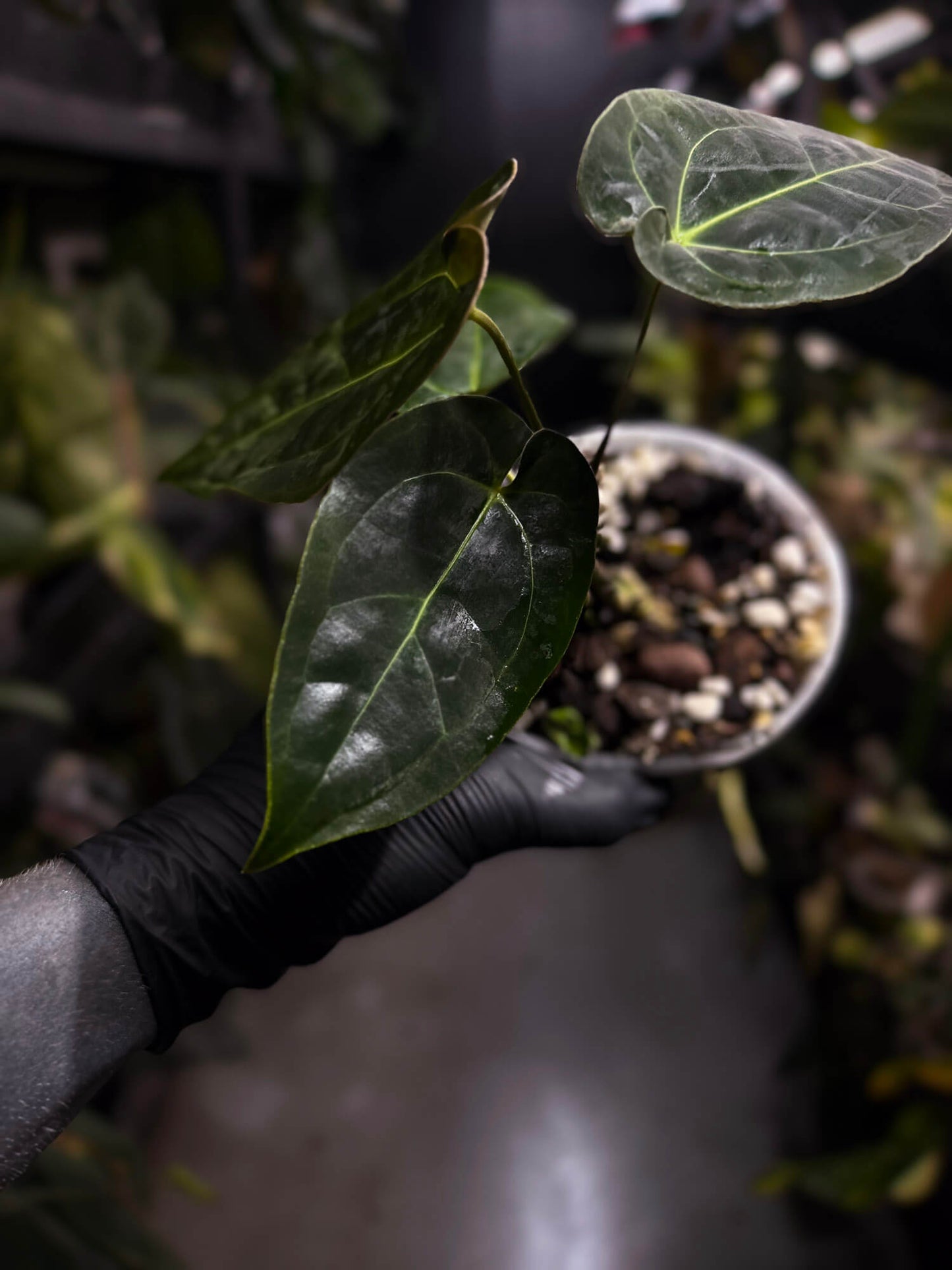 Anthurium forgetii hybrid x besseae aff 'Elektra'