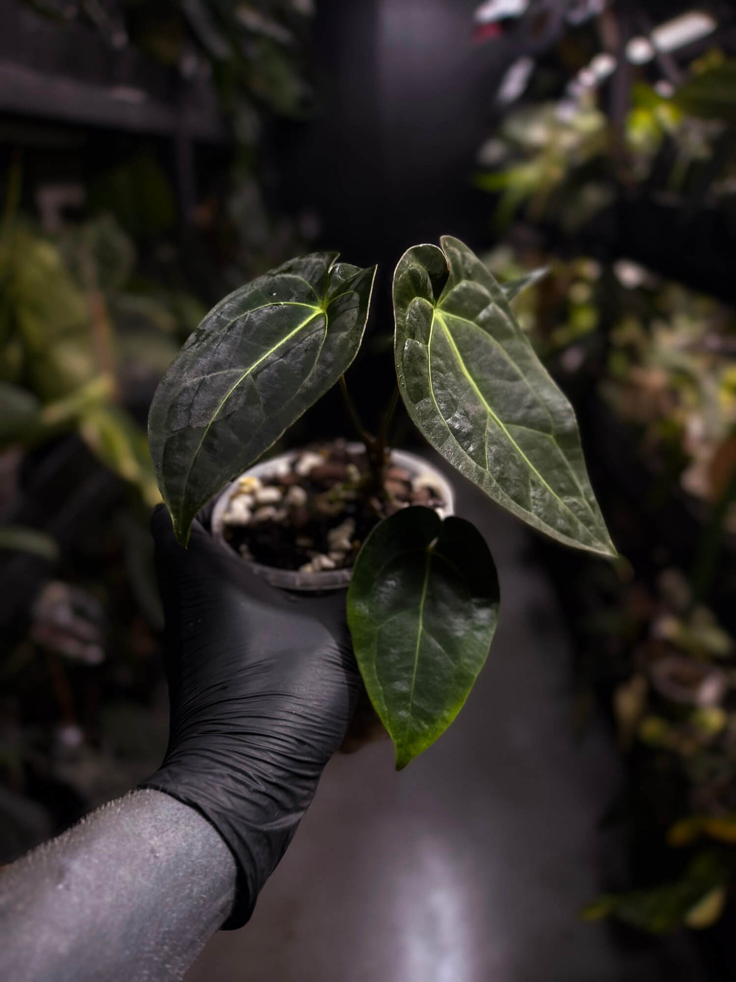 Anthurium forgetii hybrid x besseae aff 'Elektra'