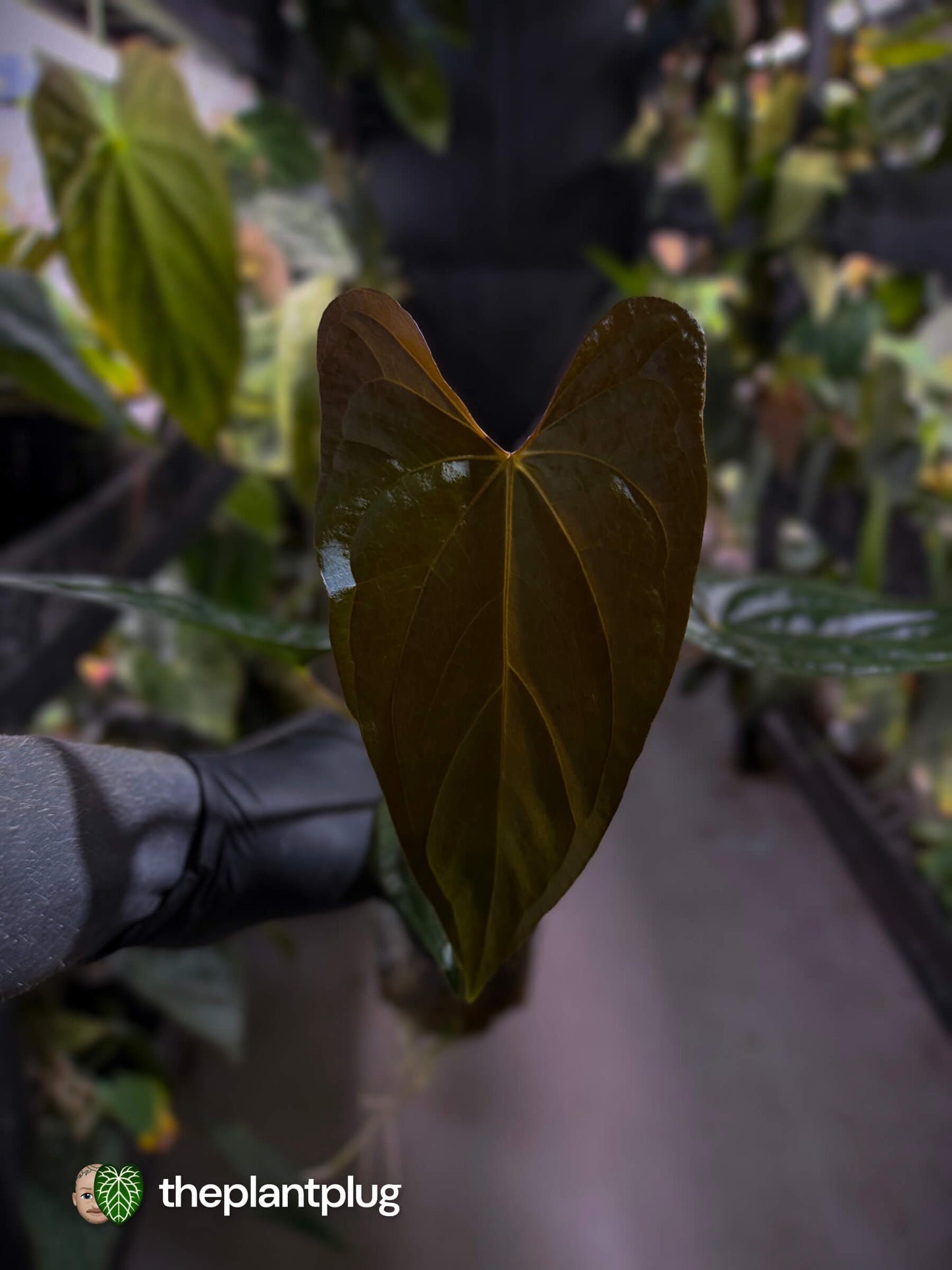 Anthurium sp. 'Silver Peru' x (pap x dress) • first release 🎆