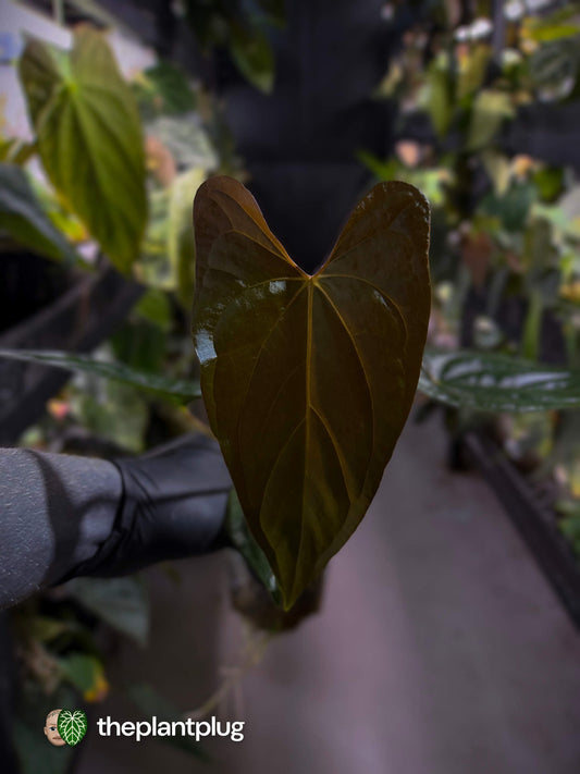 Anthurium sp. 'Silver Peru' x (pap x dress) • first release 🎆