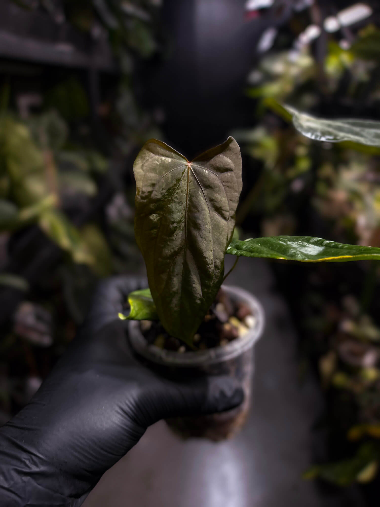 Anthurium #MidnightVelvet