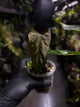 Anthurium #MidnightVelvet