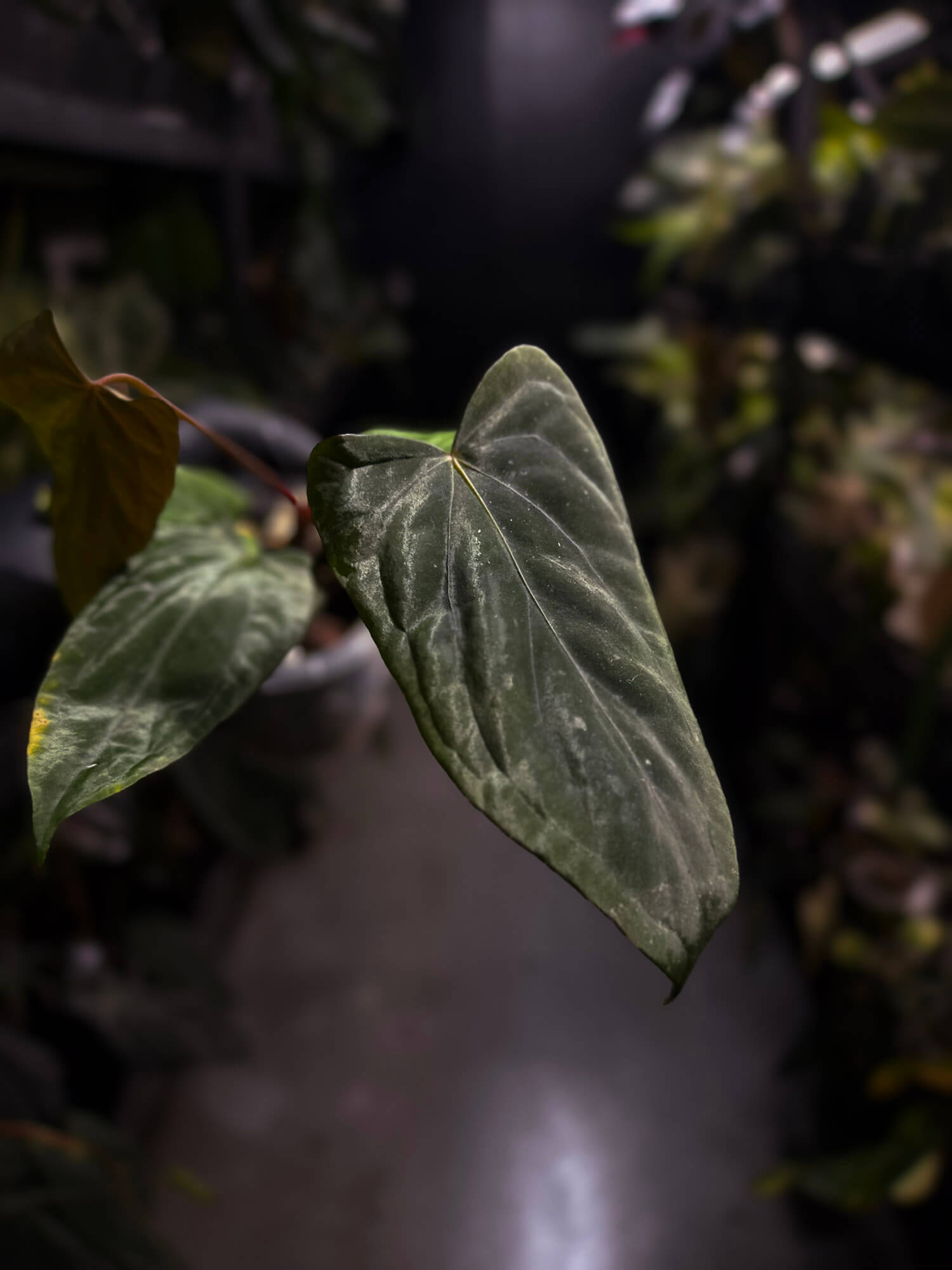 Anthurium #MidnightVelvet