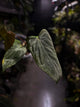 Anthurium #MidnightVelvet