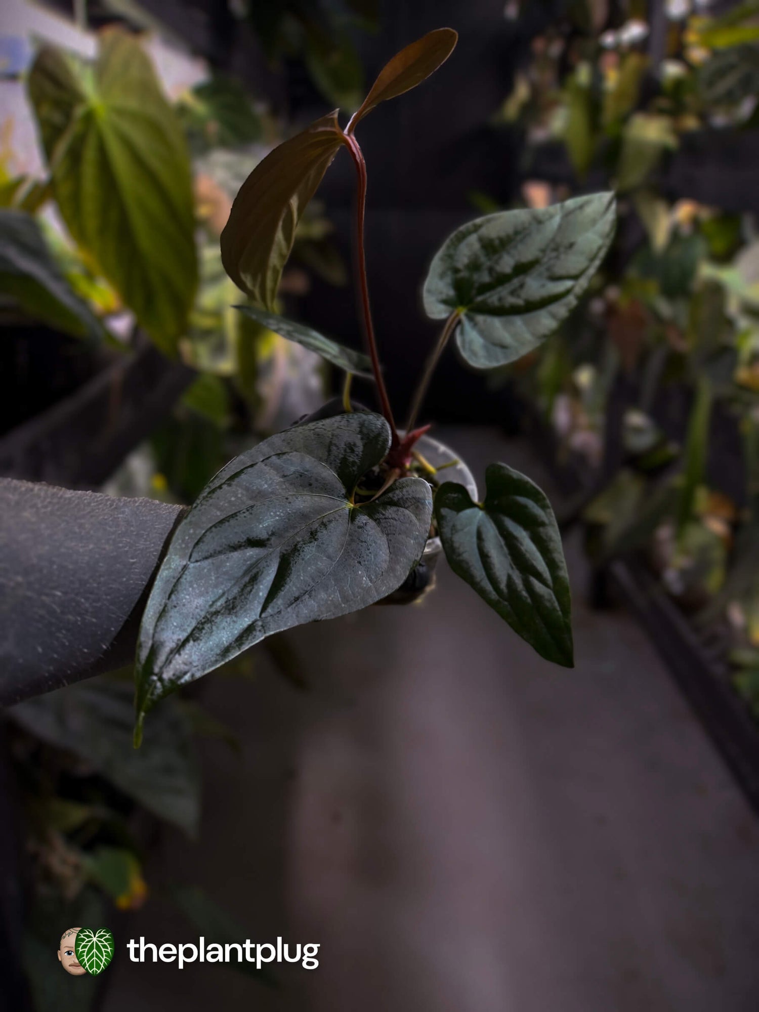 Anthurium sp. 'Silver Peru' x (pap x dress) • first release 🎆