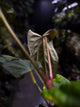 Anthurium #MidnightVelvet