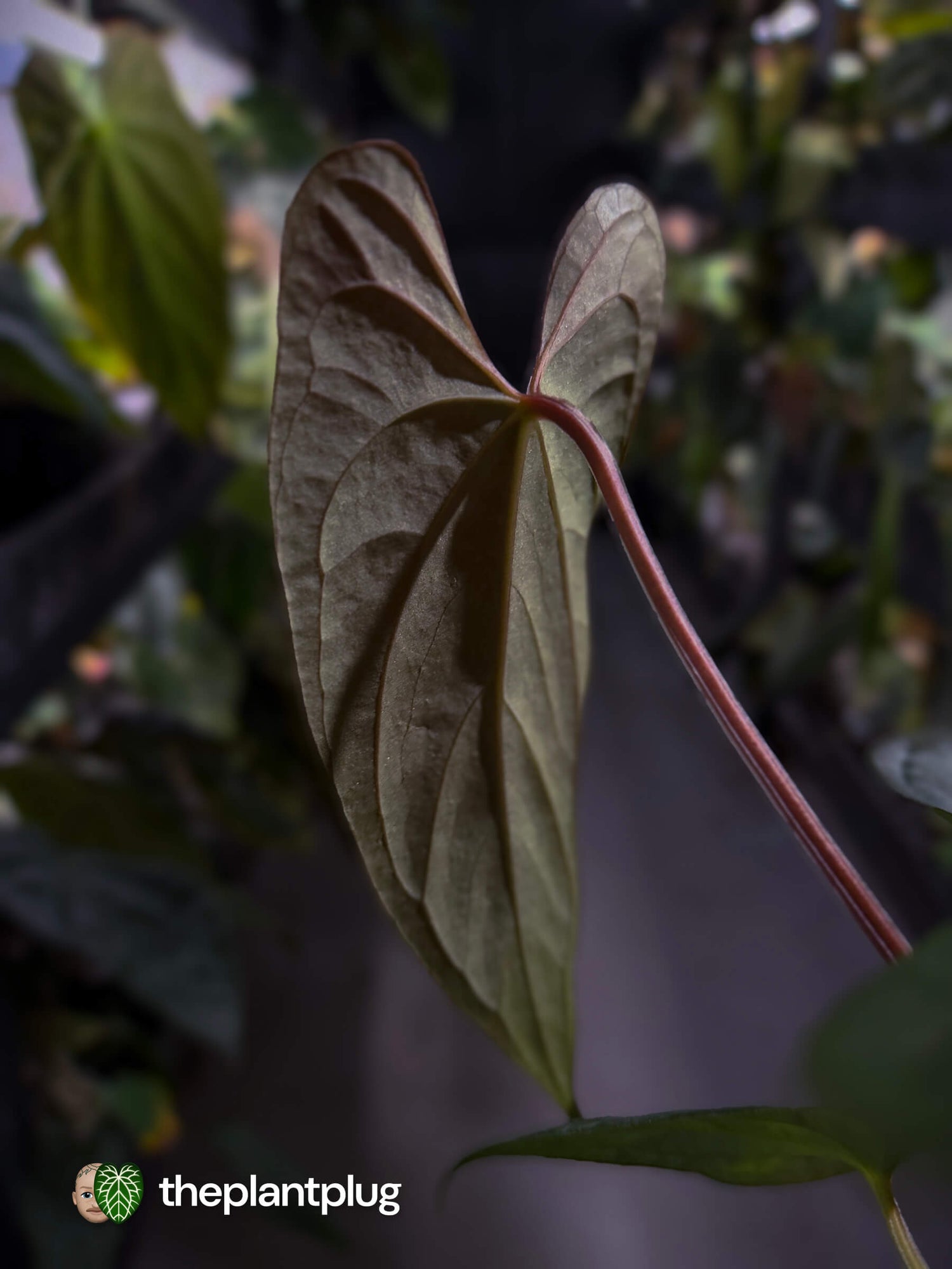 Anthurium sp. 'Silver Peru' x (pap x dress) • first release 🎆