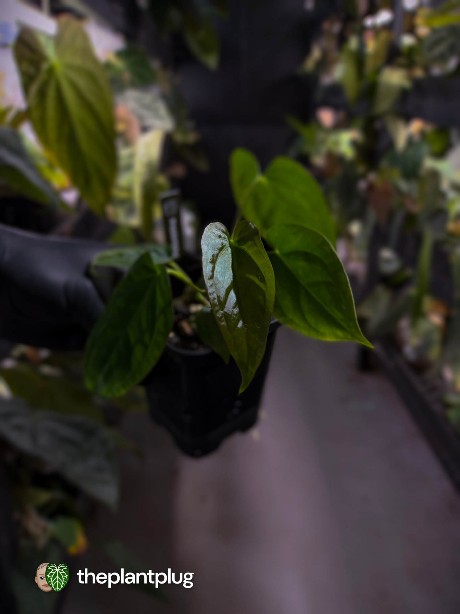 Anthurium [(pap x dress) x panamense] x (pap x dress)