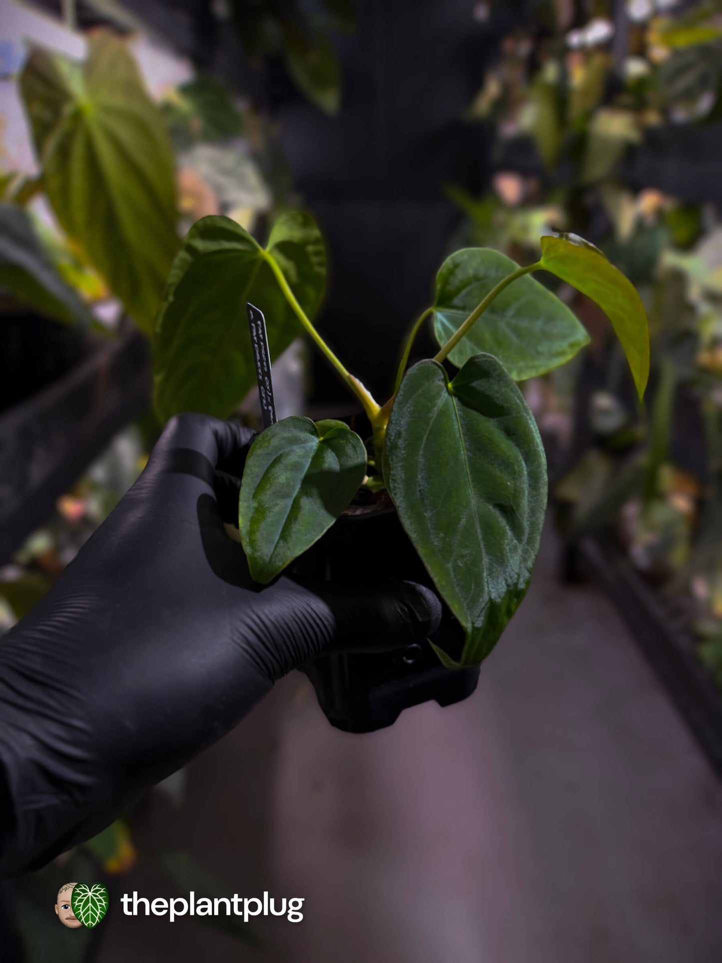 Anthurium [(pap x dress) x panamense] x (pap x dress)