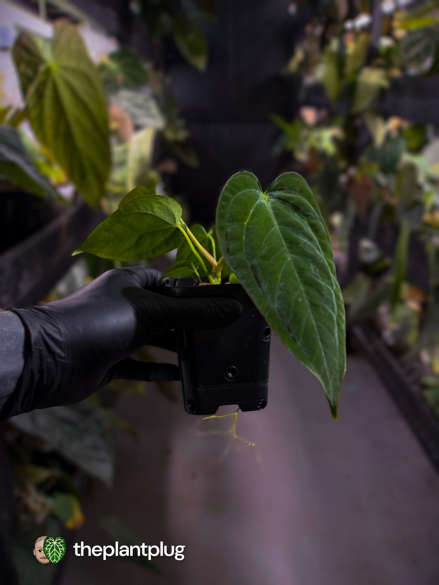 Anthurium [(pap x dress) x panamense] x (pap x dress)