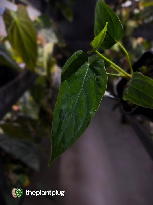 Anthurium [(pap x dress) x panamense] x (pap x dress)