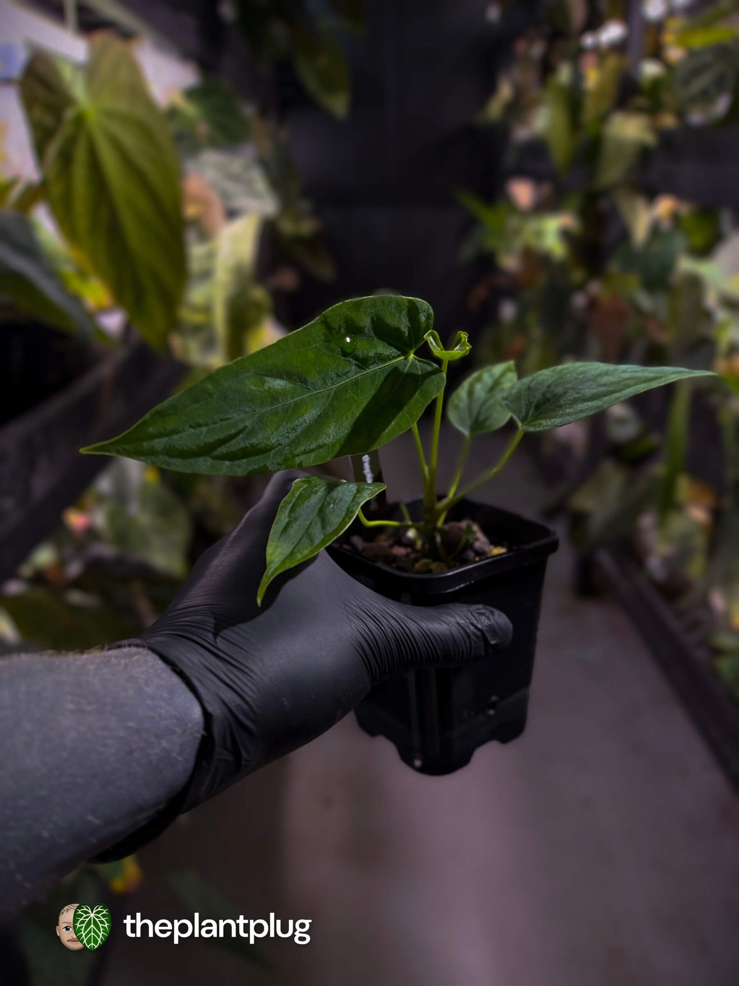 Anthurium [(pap x dress) x panamense] x (pap x dress)