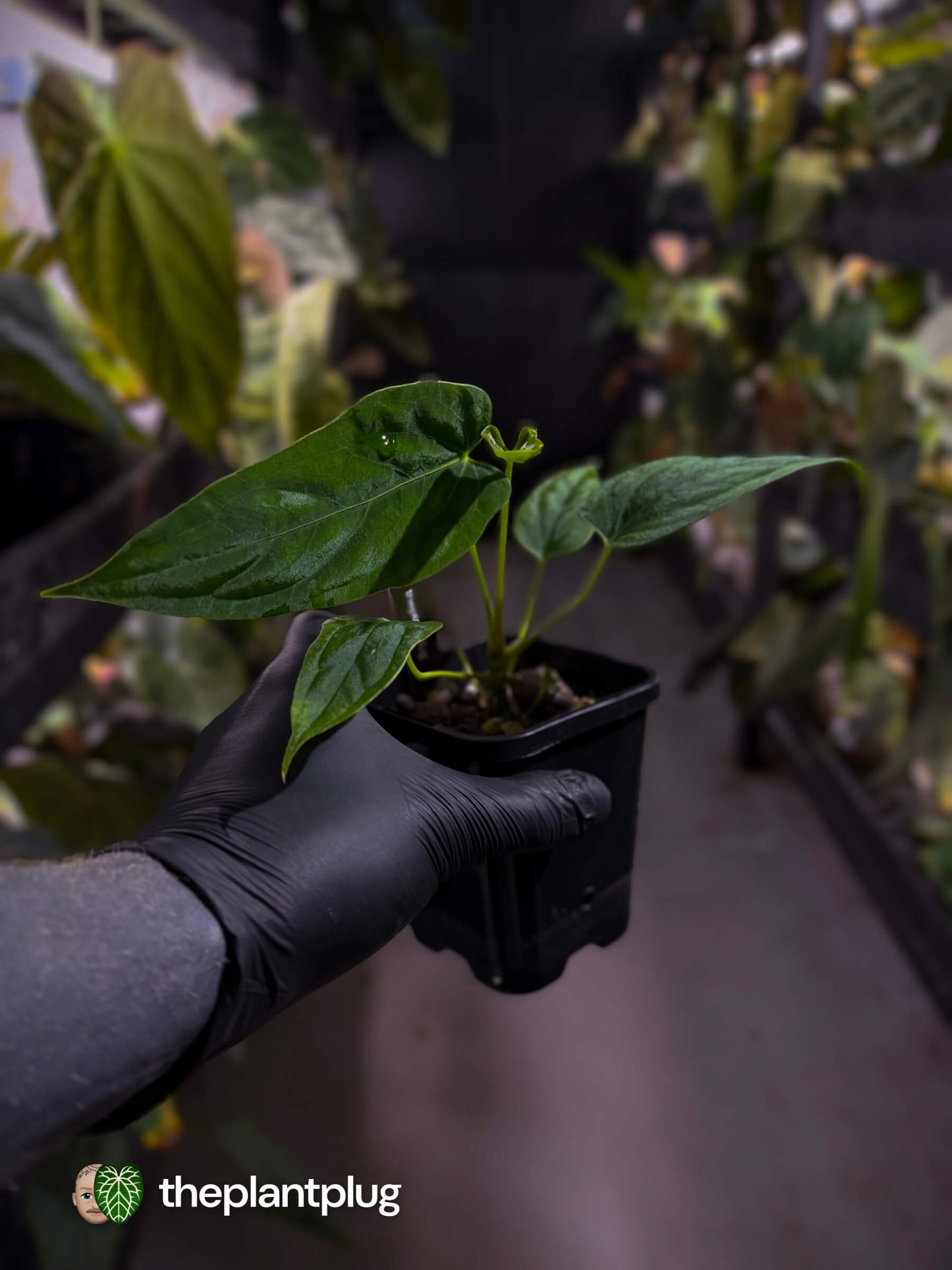 Anthurium [(pap x dress) x panamense] x (pap x dress)