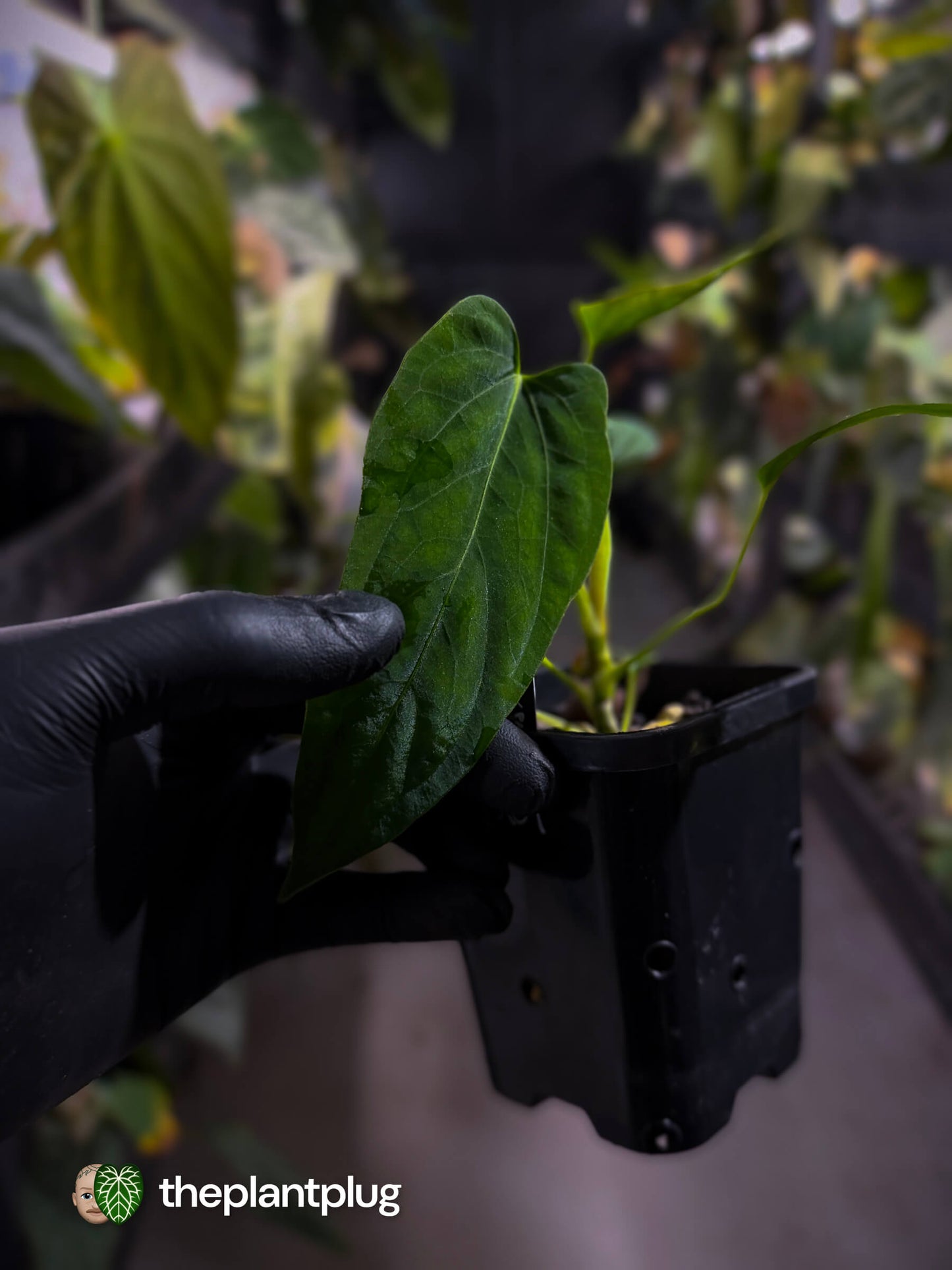 Anthurium [(pap x dress) x panamense] x (pap x dress)