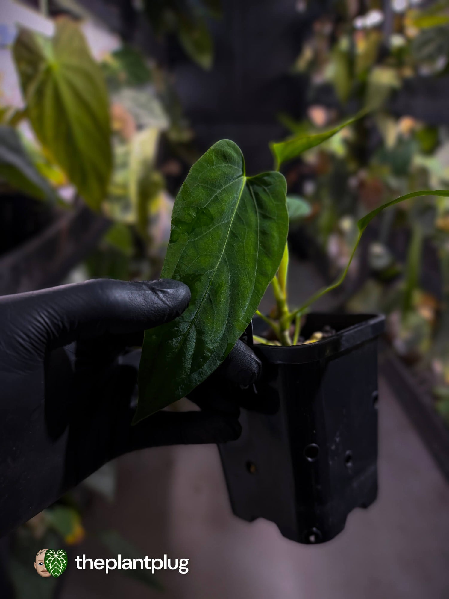 Anthurium [(pap x dress) x panamense] x (pap x dress)