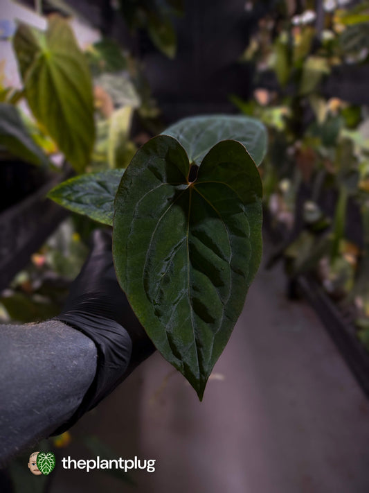 Anthurium kunayalense x 'RVDP' 🔥