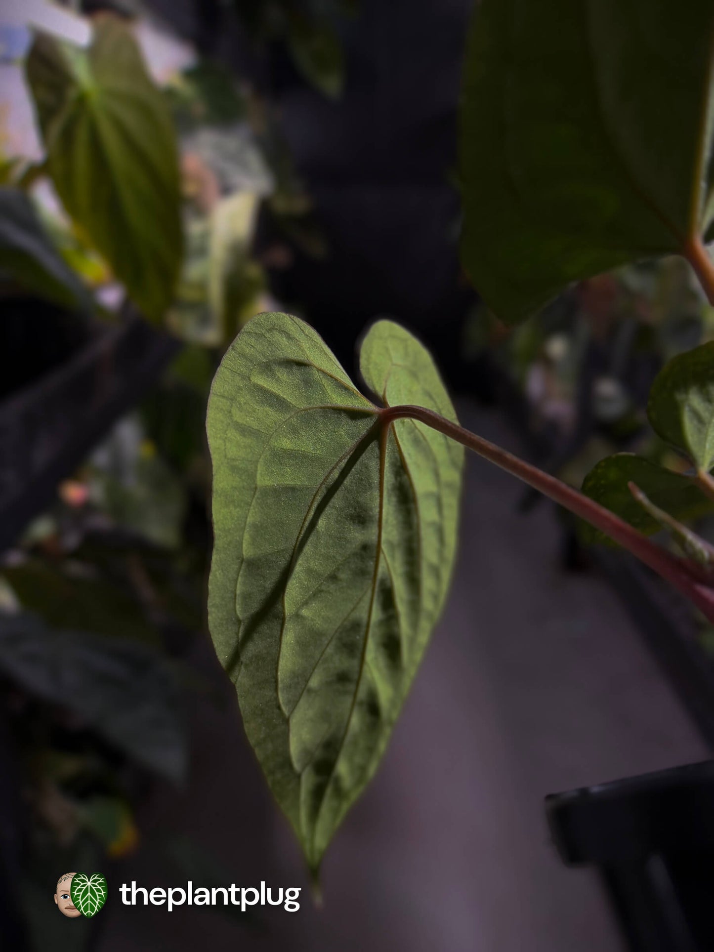 Anthurium kunayalense x 'RVDP' 🔥