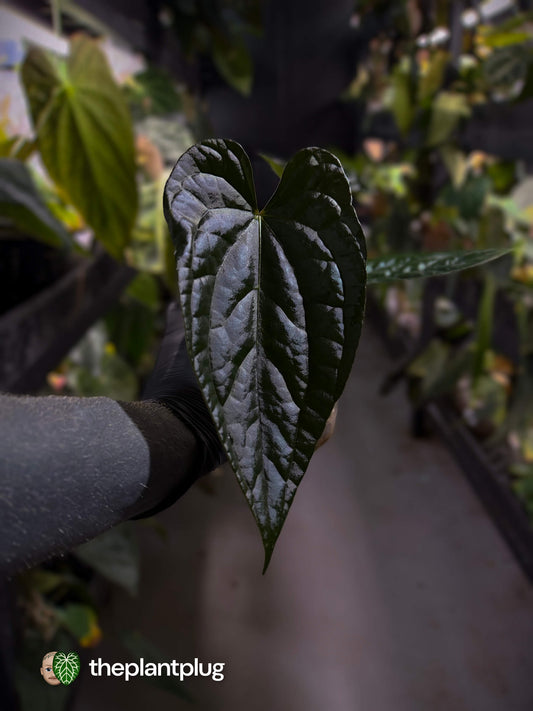 Anthurium #Messiah • luxurians x papillilaminum • select