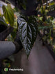 Anthurium #Messiah • luxurians x papillilaminum • select