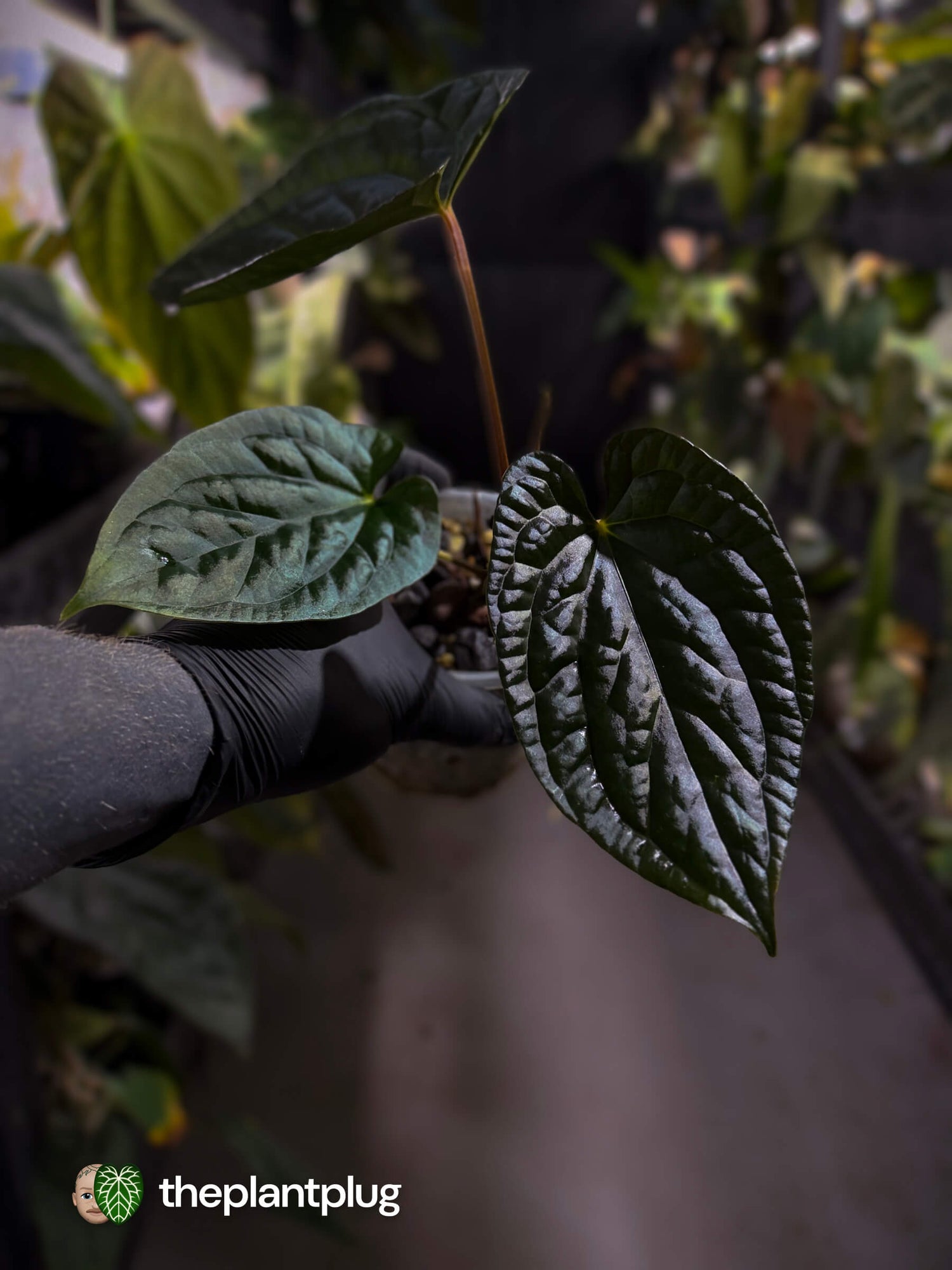 Anthurium #Messiah • luxurians x papillilaminum • select