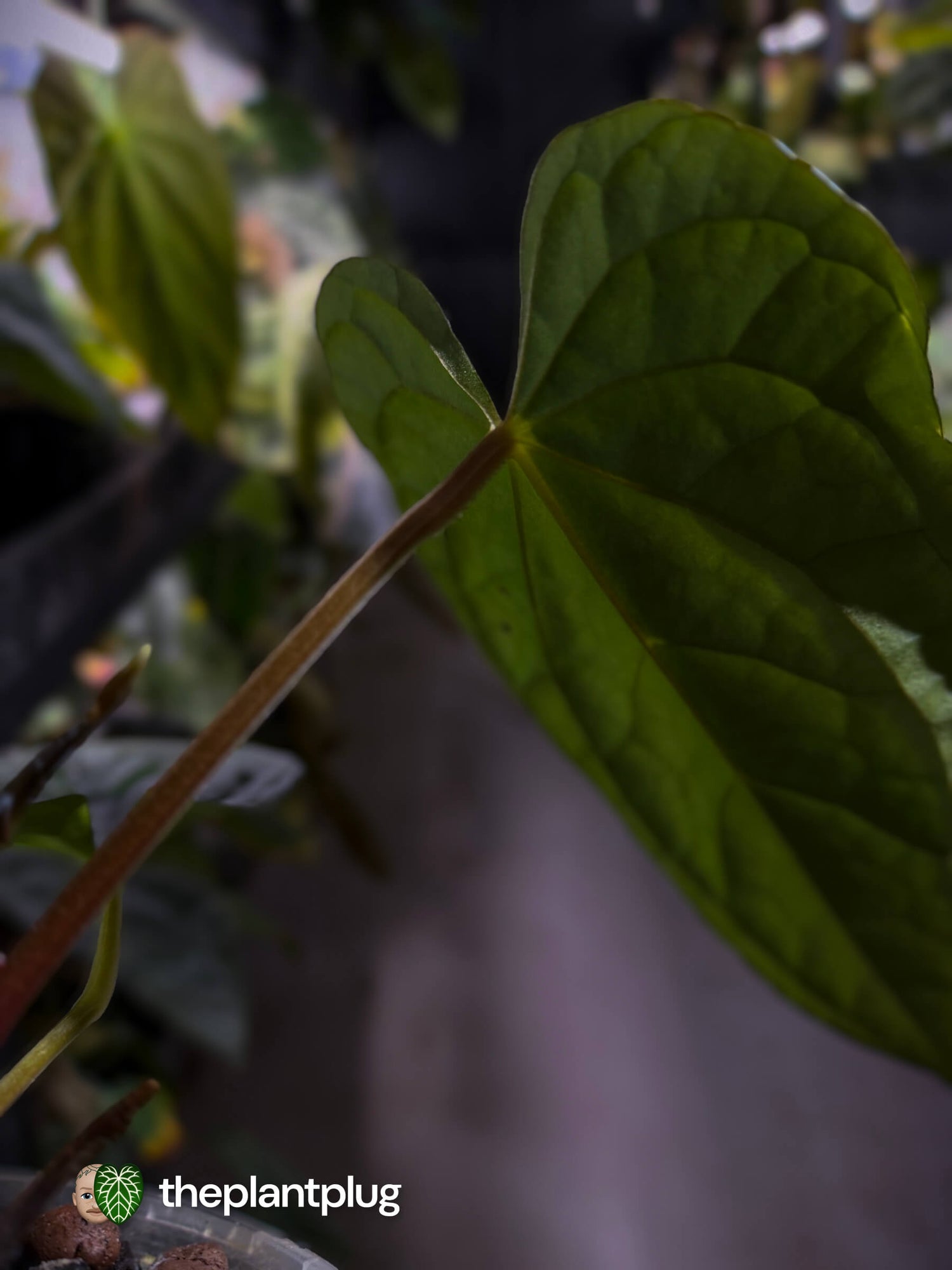 Anthurium #Messiah • luxurians x papillilaminum • select
