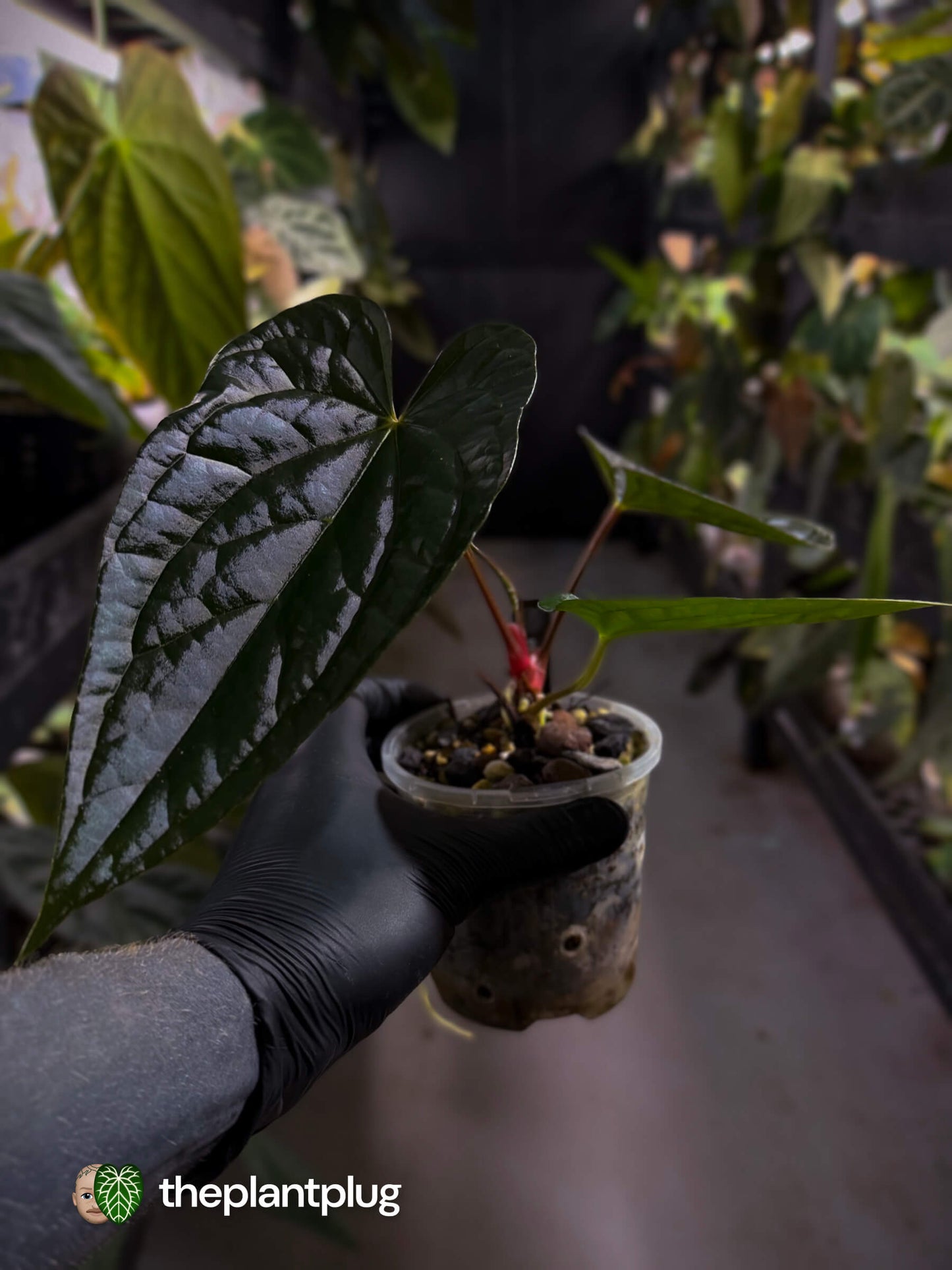 Anthurium #Messiah • luxurians x papillilaminum • select