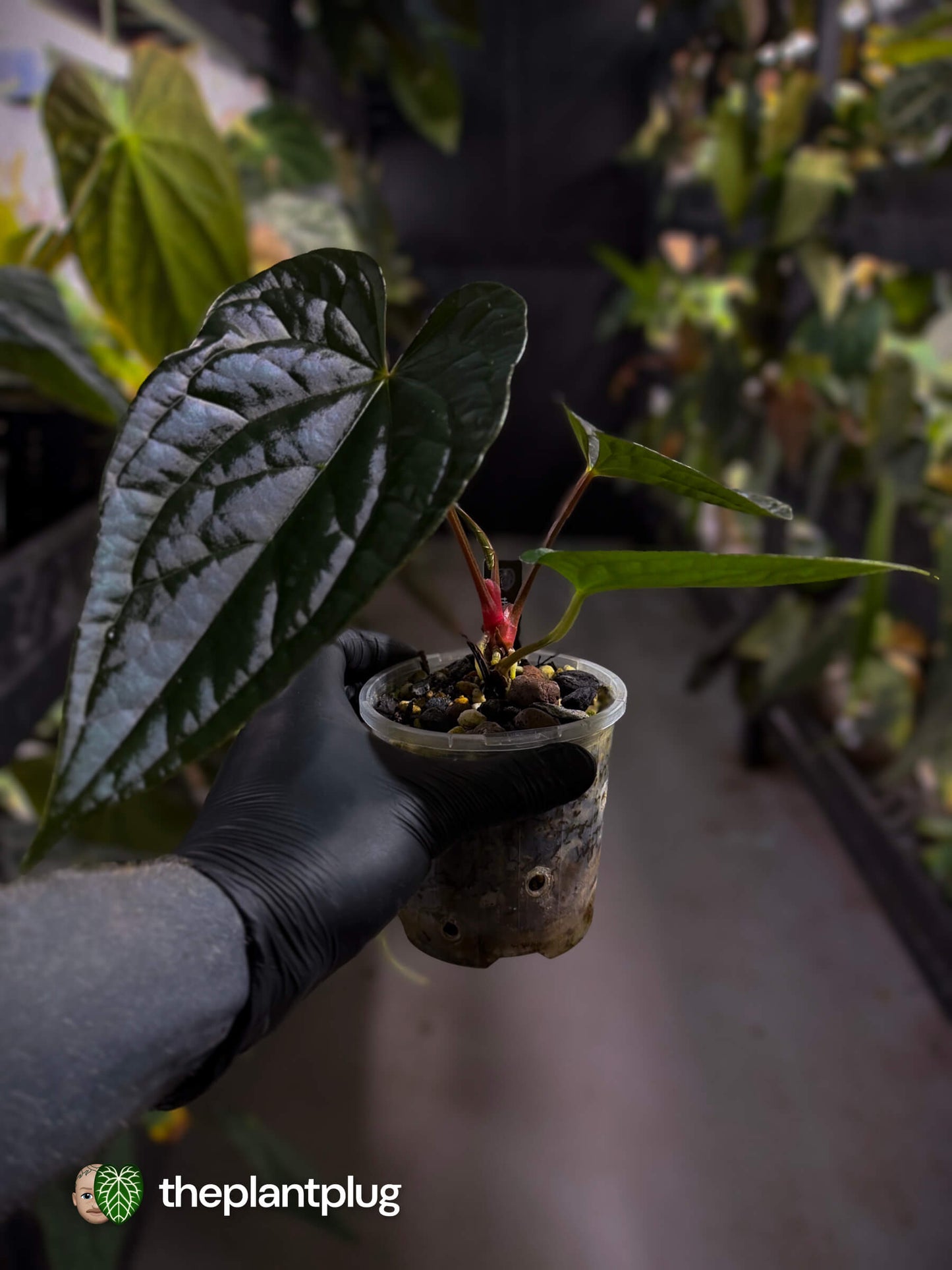 Anthurium #Messiah • luxurians x papillilaminum • select