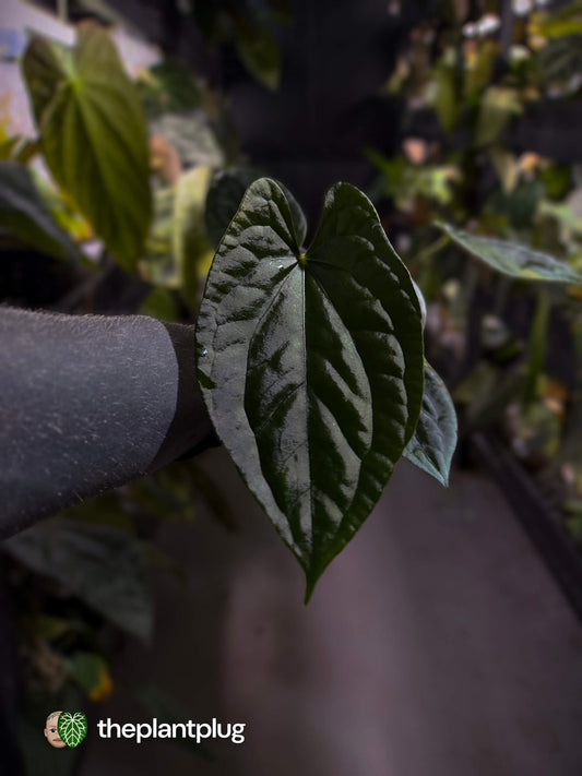 Anthurium #Messiah • luxurians x papillilaminum