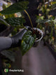 Anthurium #Messiah • luxurians x papillilaminum
