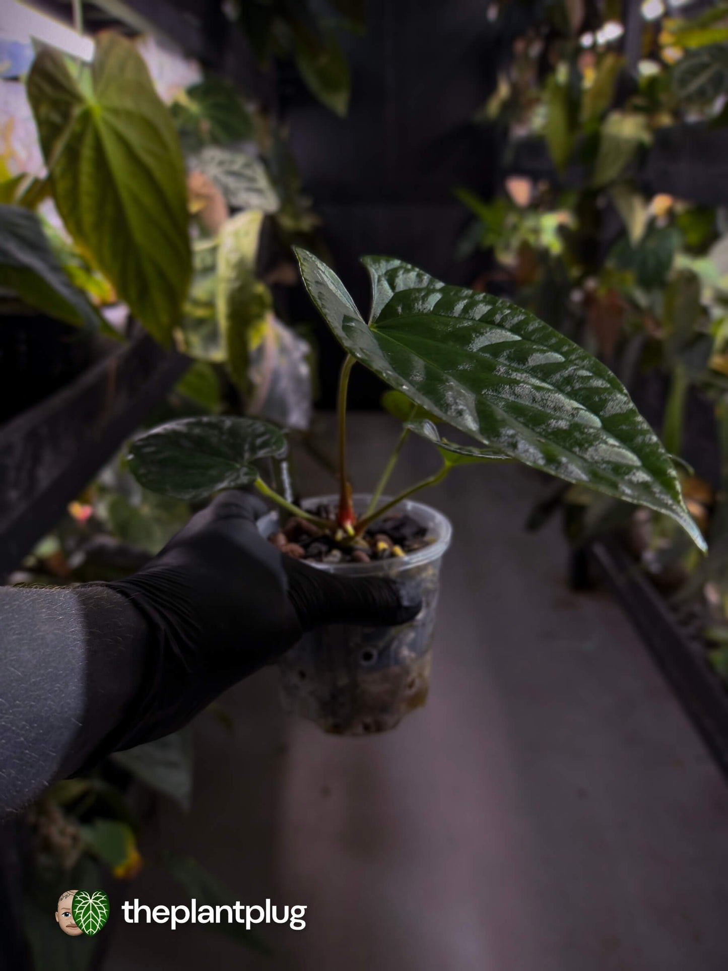 Anthurium #Messiah • luxurians x papillilaminum