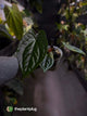 Anthurium #Messiah • luxurians x papillilaminum