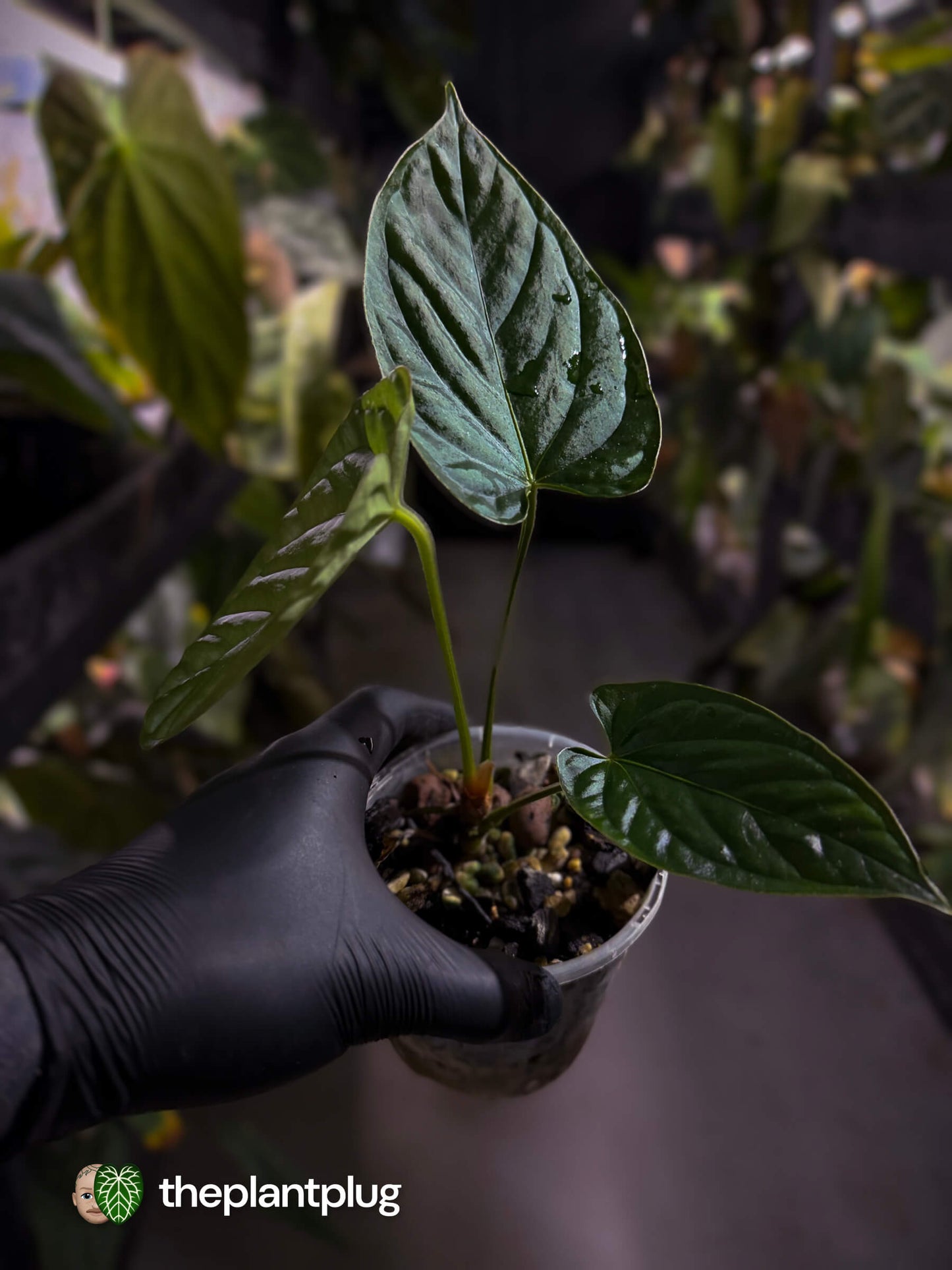Anthurium [(pap x dress) x panamense] x luxurians