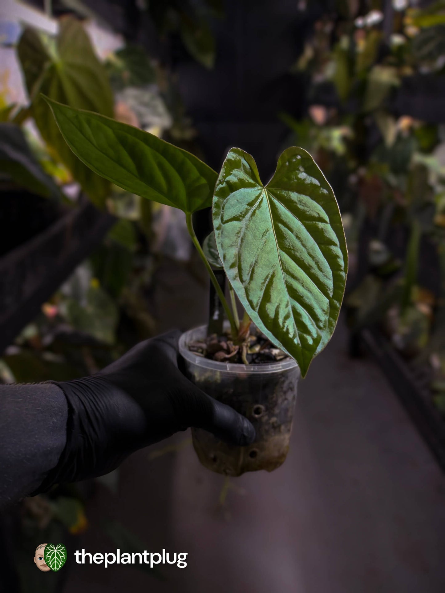Anthurium [(pap x dress) x panamense] x luxurians
