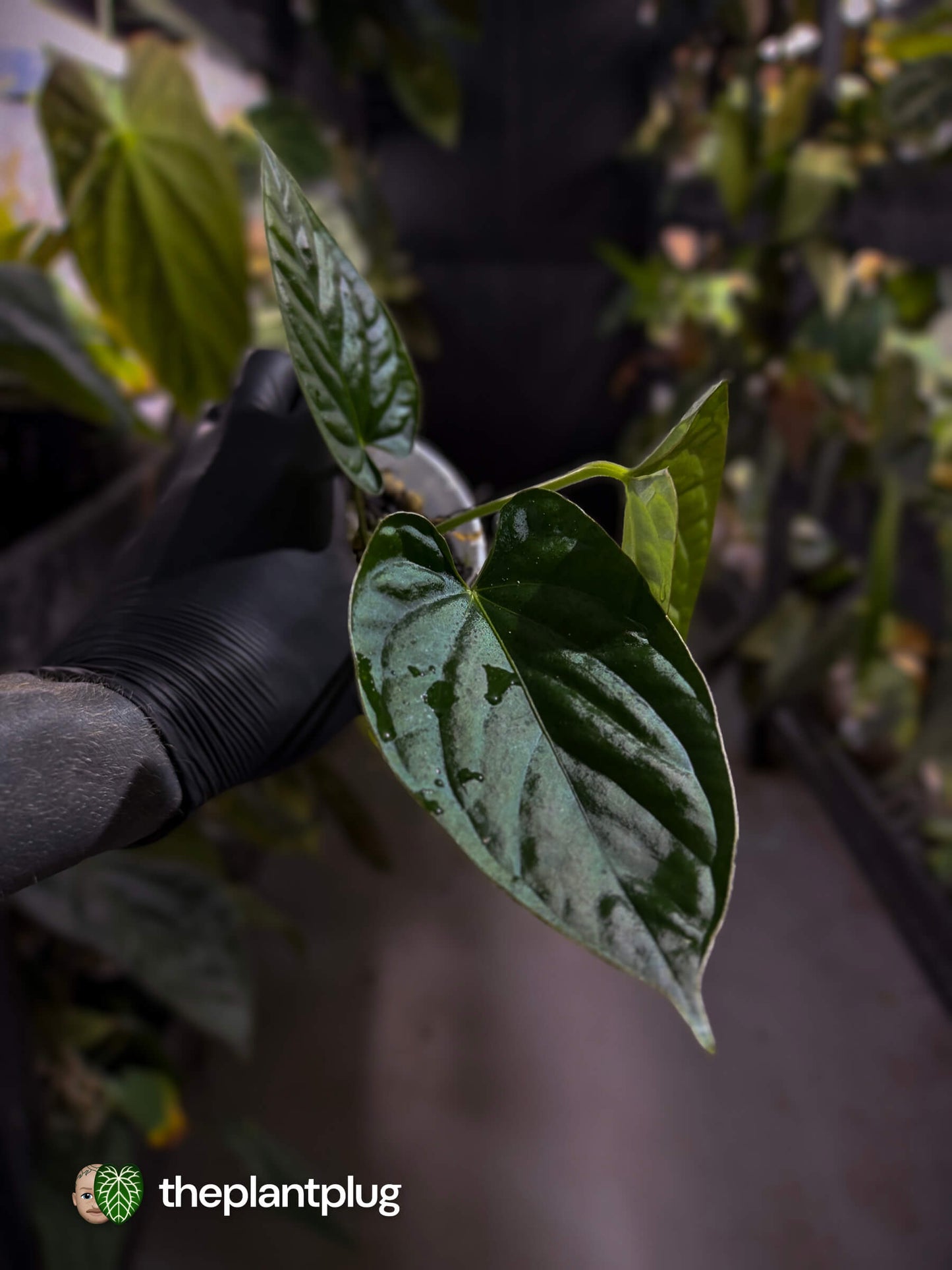 Anthurium [(pap x dress) x panamense] x luxurians