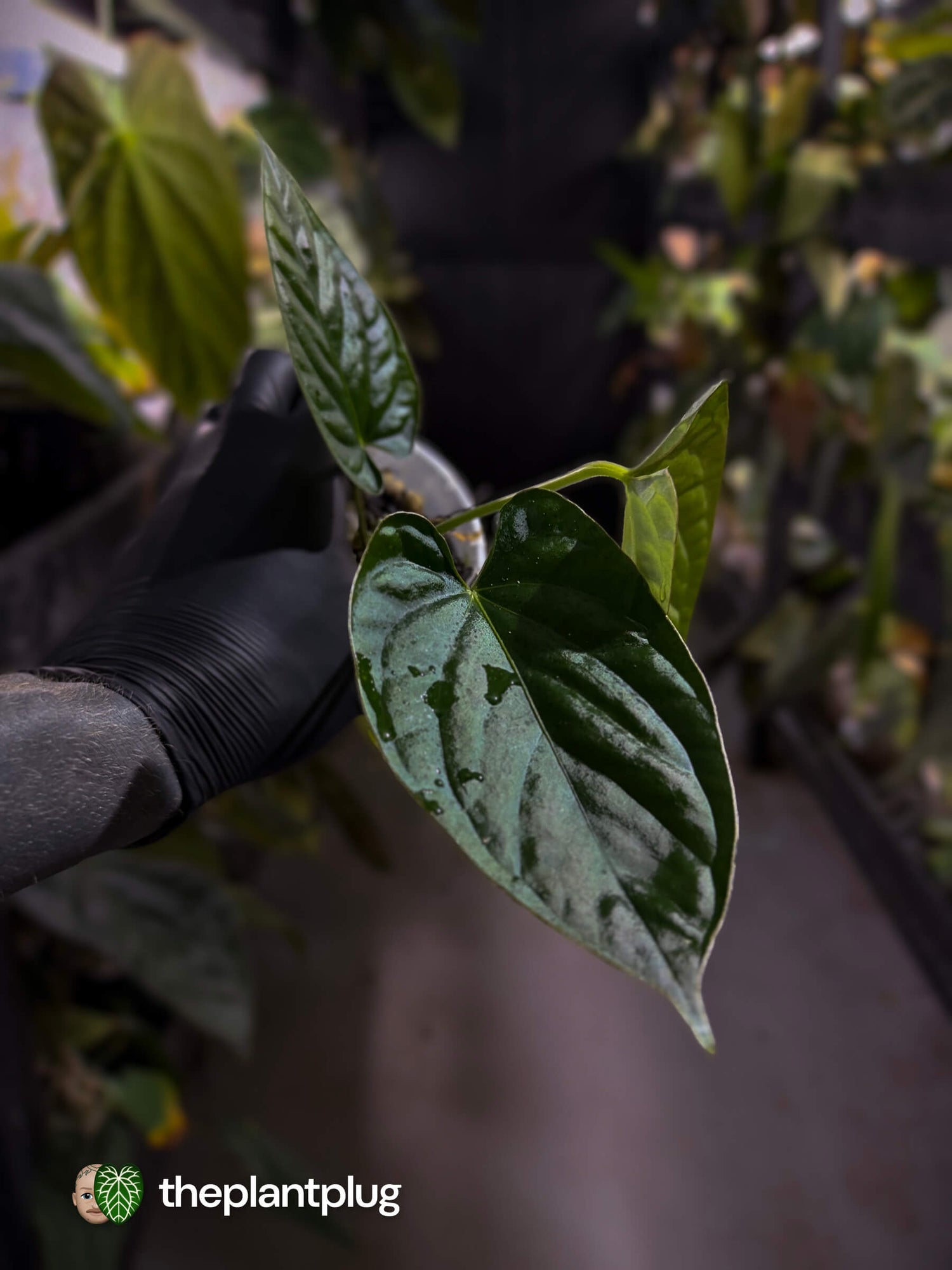 Anthurium [(pap x dress) x panamense] x luxurians