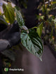 Anthurium [(pap x dress) x panamense] x luxurians