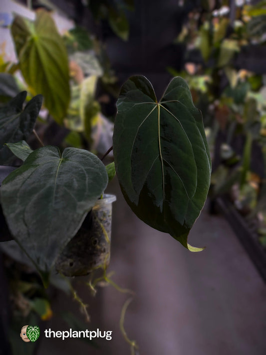 Anthurium #BlackParade