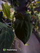 Anthurium #BlackParade