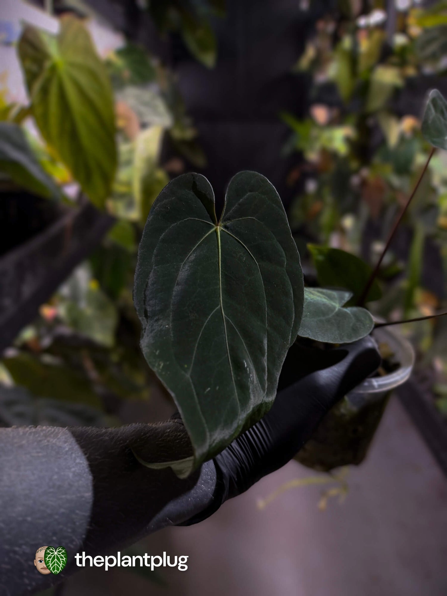 Anthurium #BlackParade