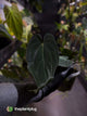 Anthurium #BlackParade