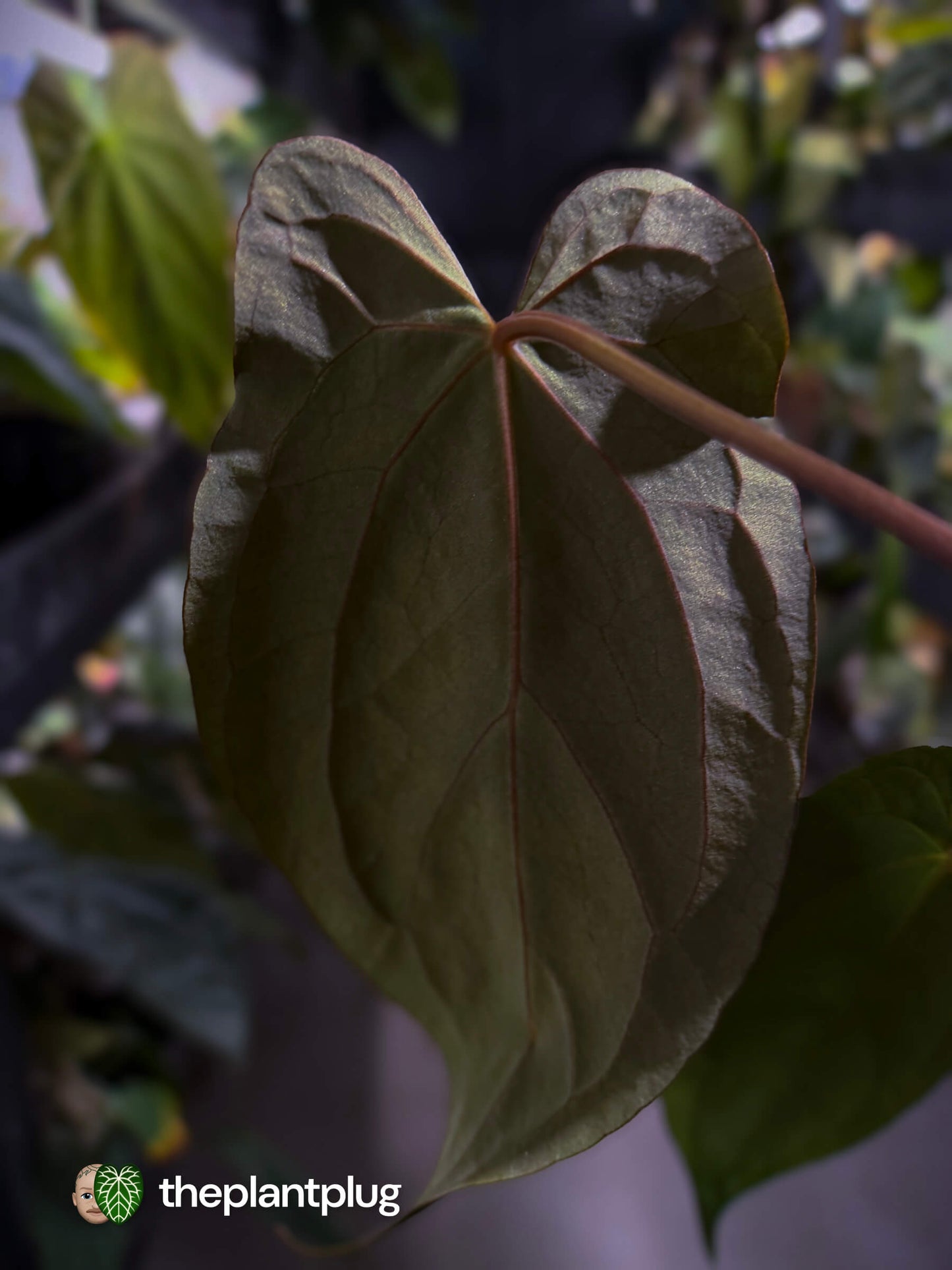 Anthurium #BlackParade