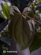Anthurium #BlackParade
