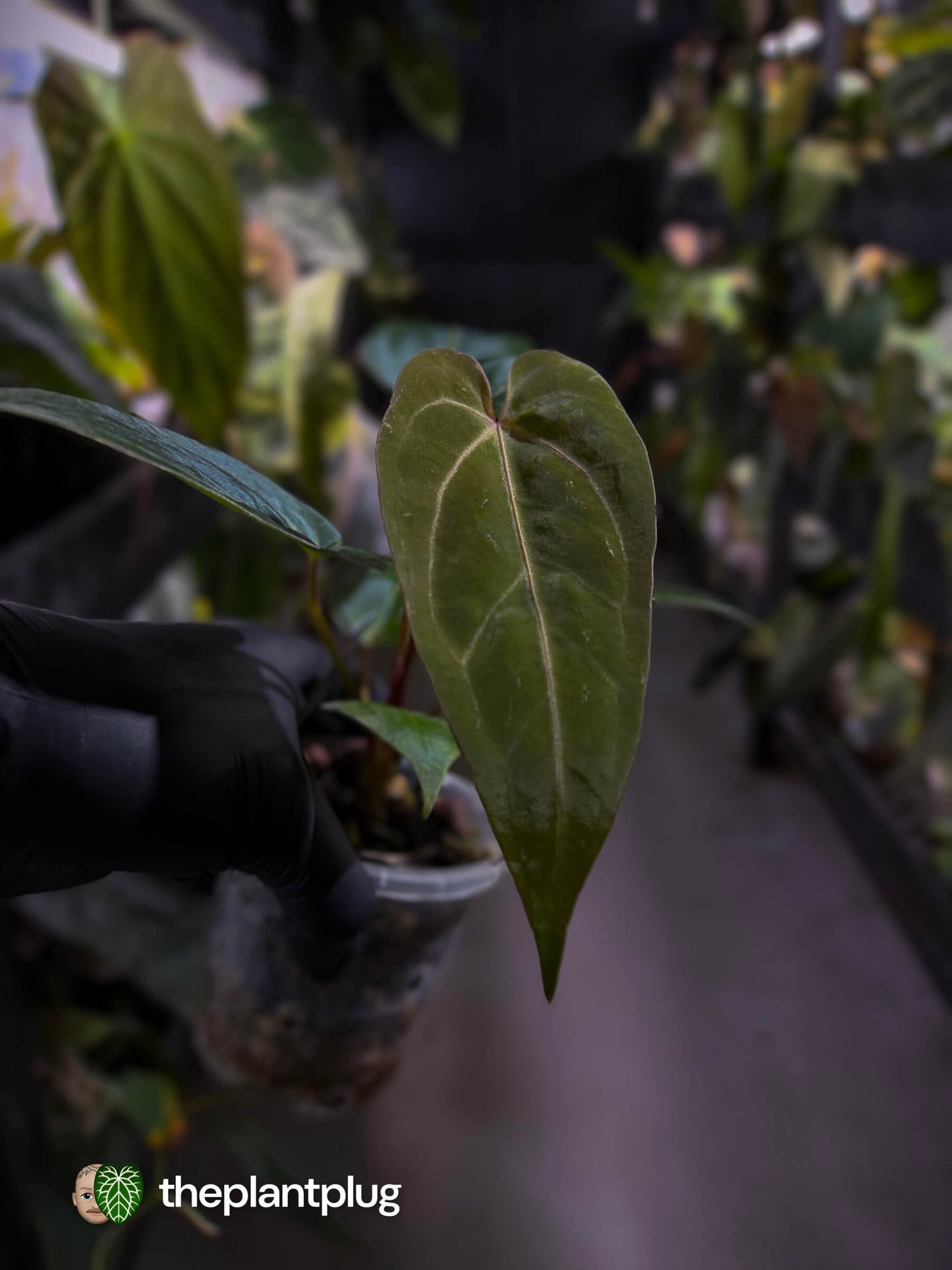 Anthurium ('Hoffx' x 'Velvet Shadow') x #BlackCherry 🍒